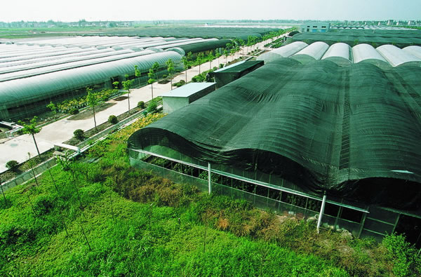 Green House,Green House